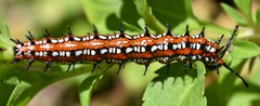 Euptoieta claudia daunius