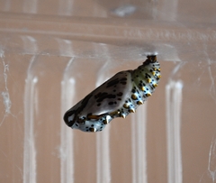 Euptoieta claudia daunius