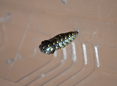 Euptoieta claudia daunius