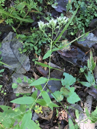 Image of Eupatorium vaseyi by (c) Mark Eanes, some rights reserved (CC BY)