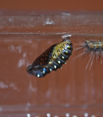 Euptoieta claudia daunius