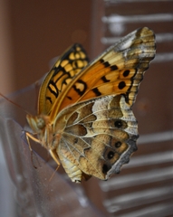 Euptoieta claudia daunius