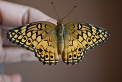 Euptoieta claudia daunius