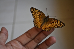 Euptoieta claudia daunius