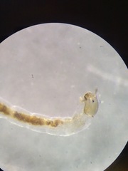 Podonominae