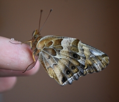 Euptoieta claudia daunius