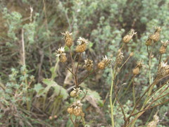Klasea erucifolia