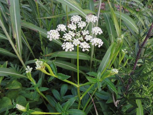 Angelica cartilaginomarginata iNat (2)