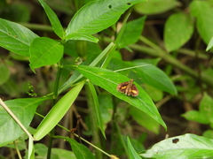 Oriens paragola