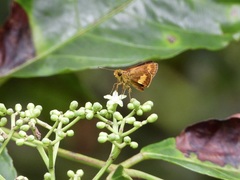 Oriens paragola
