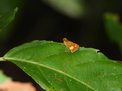 Oriens paragola
