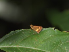 Oriens paragola