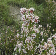 Erica verecunda