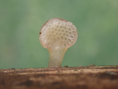 Favolaschia nipponica