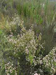 Erica verecunda