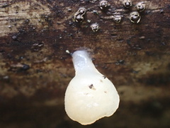 Favolaschia nipponica