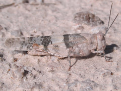 Trimerotropis latifasciata
