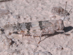 Trimerotropis latifasciata