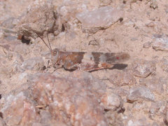 Trimerotropis latifasciata