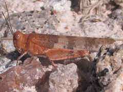 Trimerotropis latifasciata
