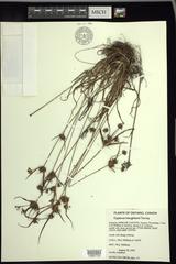 Cyperus houghtonii