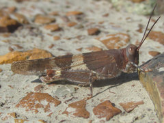 Trimerotropis latifasciata