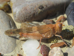 Trimerotropis latifasciata