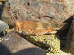 Trimerotropis latifasciata