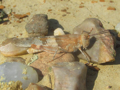 Trimerotropis latifasciata