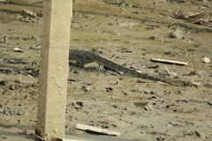 Varanus salvator macromaculatus