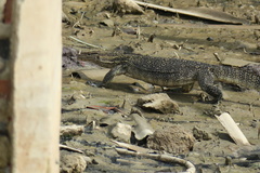 Varanus salvator macromaculatus