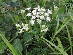 Angelica cartilaginomarginata