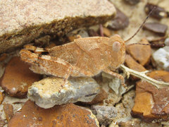 Trimerotropis latifasciata