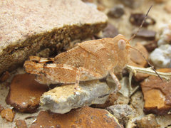 Trimerotropis latifasciata