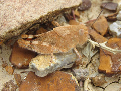 Trimerotropis latifasciata