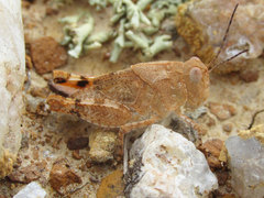 Trimerotropis latifasciata