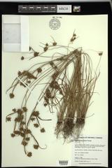 Cyperus houghtonii