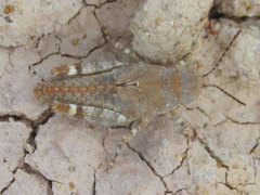 Trimerotropis latifasciata