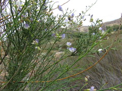 Psoralea verrucosa