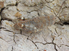 Trimerotropis latifasciata