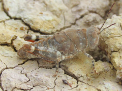 Trimerotropis latifasciata