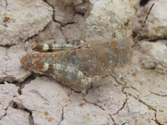 Trimerotropis latifasciata