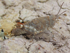 Trimerotropis latifasciata