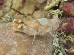 Trimerotropis latifasciata