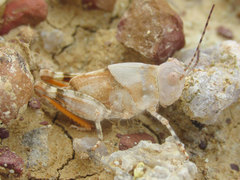 Trimerotropis latifasciata