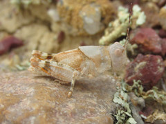 Trimerotropis latifasciata