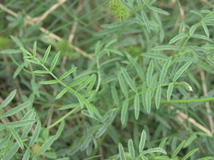 Astragalus corniculatus