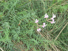 Astragalus corniculatus