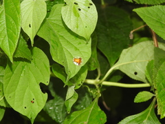 Syngambria