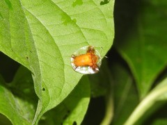 Syngambria